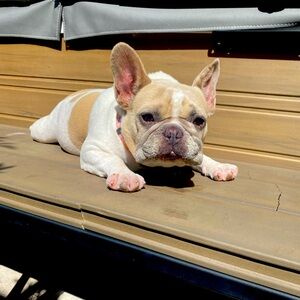 Meet your Posher, Ella